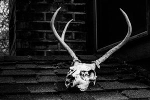 grayscale photo of skull with antler